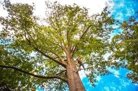 Best Tree Mulching  in Lithopolis, OH
