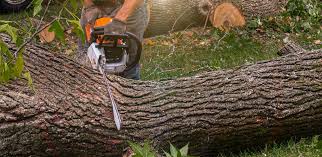 How Our Tree Care Process Works  in  Lithopolis, OH