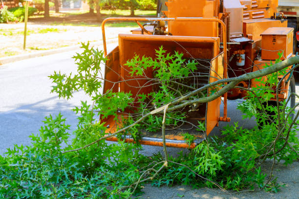Best Tree Risk Assessment  in Lithopolis, OH