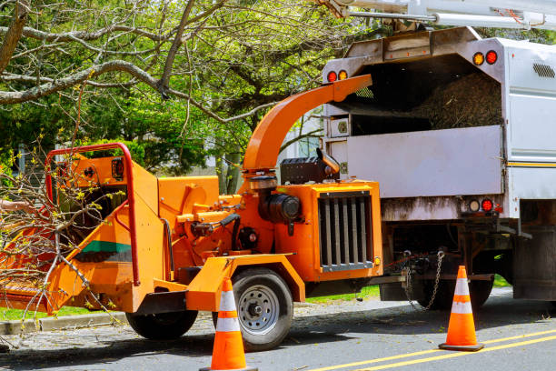 Best Root Management and Removal  in Lithopolis, OH
