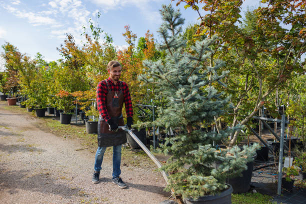 Best Hazardous Tree Removal  in Lithopolis, OH