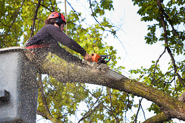 Best Seasonal Cleanup (Spring/Fall)  in Lithopolis, OH