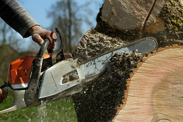 Professional Tree Services in Lithopolis, OH