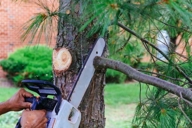 Best Hedge Trimming  in Lithopolis, OH